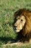 Big lion, male