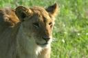 Young lion (backlit)