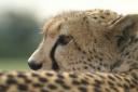 Kennie, the female cheetah