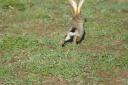 African hare, back view