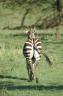 Zebra, from behind
