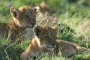 Lion cubs