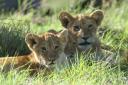 Lion cubs in Leopard gorge