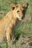 Lion cub, portrait in Leopard Gorge