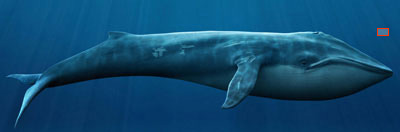 Baleine bleue