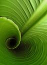 Spiral - inside a banana leaf - by GardaWind