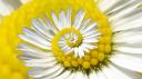 Spiral - recursive daisy - by gadl