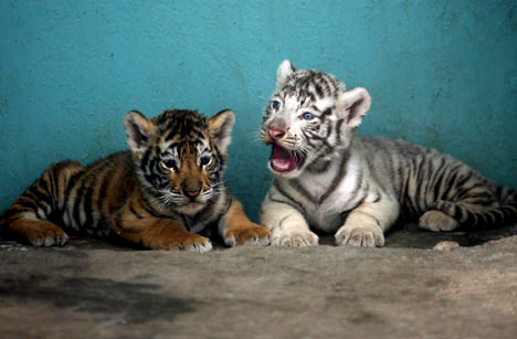 Zoo workers were stunned when Jinliang (left) and Yinshuai were born with two entirely different colours